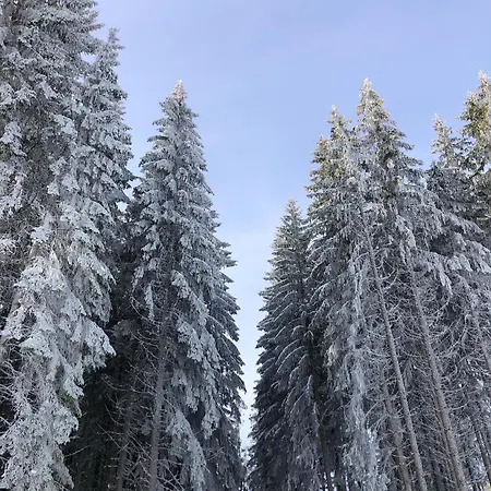 Schwarzwald Matti In Alpstuga Todtnauberg